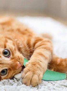 Cat Teething Toys Indoor Catnip Saury Fish Plush Biting Toy