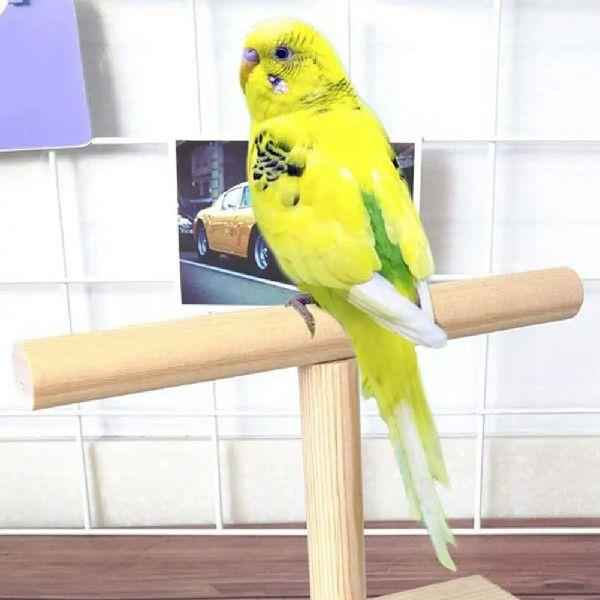 Reliable Wood Wood Bird Parrot Training Spin Perch Polished