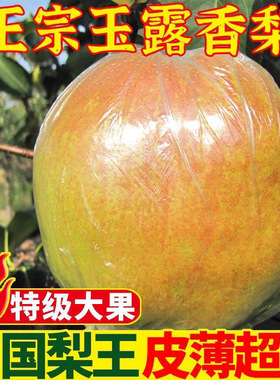 正宗玉露香梨应季水果批发梨子新鲜当季薄皮脆甜特级雪梨整箱包邮