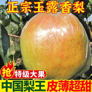 正宗玉露香梨应季水果批发梨子新鲜当季薄皮脆甜特级雪梨整箱包邮