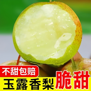 包邮 正宗特级玉露香梨新鲜梨子脆甜苹果梨香酥梨当季 现摘水果整箱