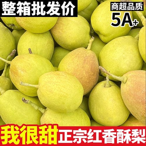 现摘正宗红香酥梨新鲜水果当季脆甜多汁香梨正宗冰糖雪梨整箱包邮