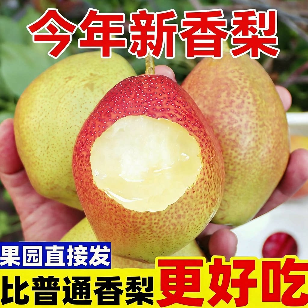 【现摘】正宗红香酥梨香梨新鲜应季水果脆甜多汁皮薄雪梨整箱包邮 - 实物图