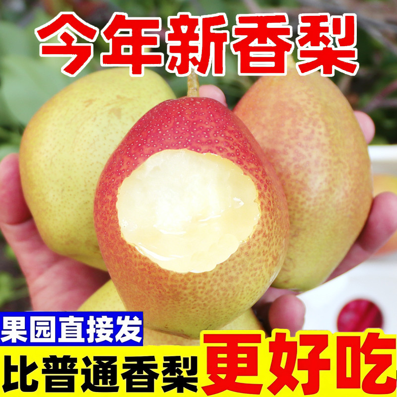 【现摘】红香酥梨特级香梨新鲜应季水果脆甜多汁皮薄雪梨整箱包邮