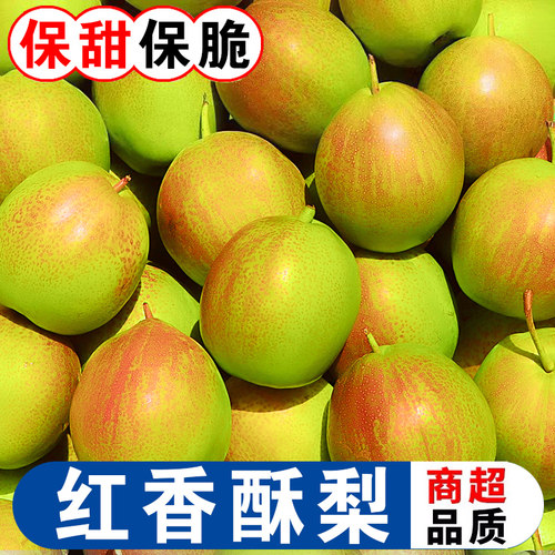 红香酥梨水果新鲜整箱当季10斤包邮薄皮青酥梨酥脆蜜雪梨产地直发