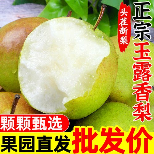 正宗山西玉露香梨5/10斤特级梨子新鲜水果礼盒当季整箱香酥梨雪梨