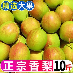 精选红香酥梨新鲜水果当季薄皮特级香梨青皮酥梨脆蜜雪梨整箱包邮