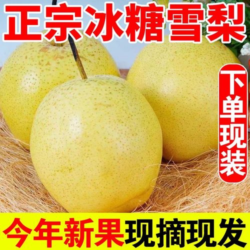 正宗雪梨河北赵县雪花梨当季新鲜水果特级梨子10斤梨水秋梨膏包邮