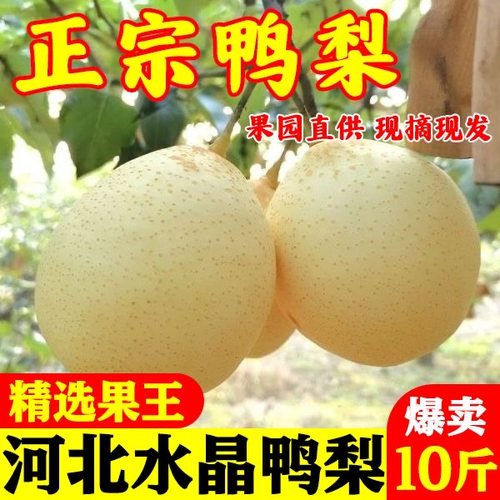 正宗梨子河北应季鸭梨新鲜产地10斤水晶脆梨冰糖脆甜多汁整箱包邮