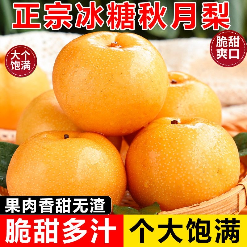 正宗冰糖秋月梨当季新鲜水果山东脆甜梨子礼盒装孕妇水果秋月包邮