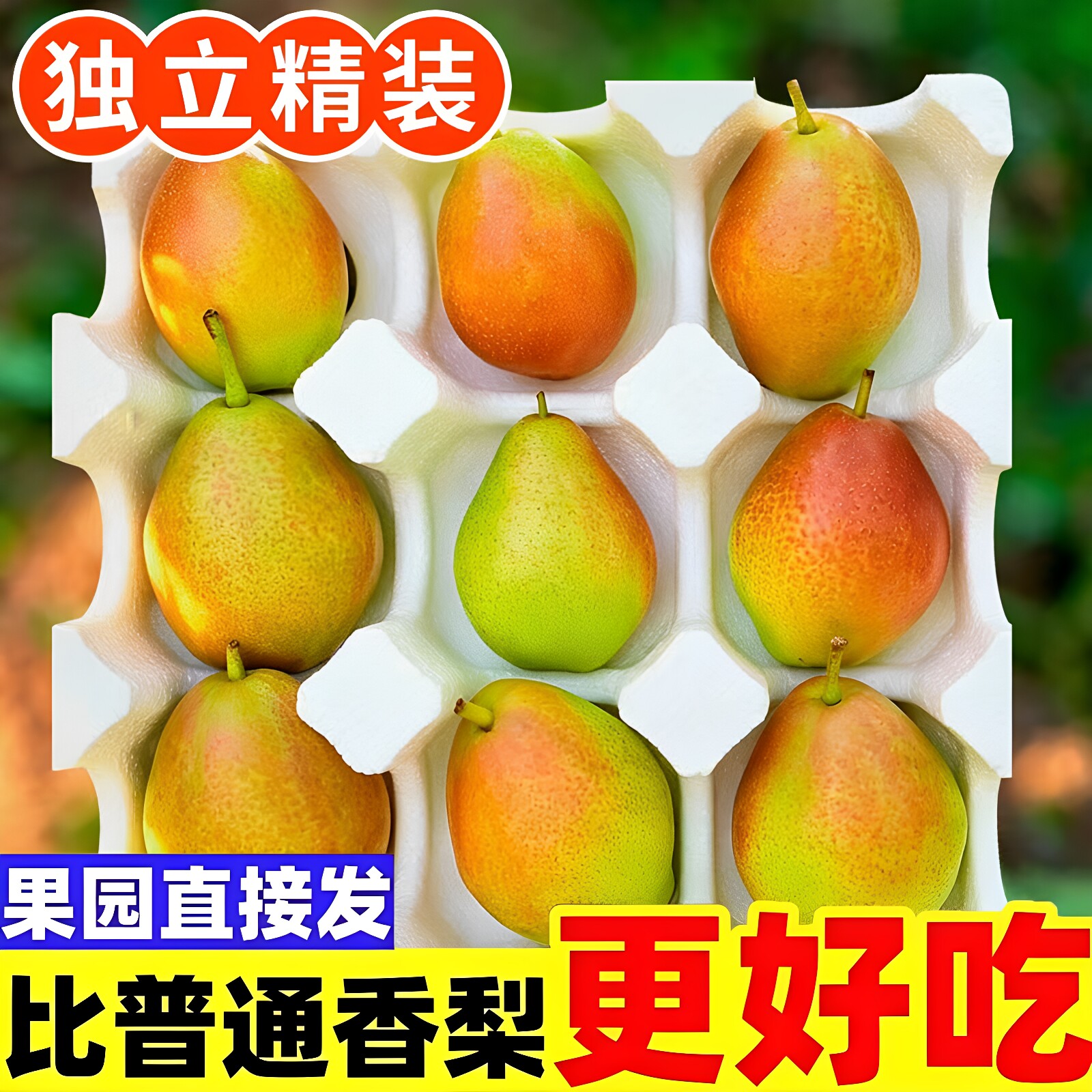 正宗现摘头茬特级香梨新鲜水果