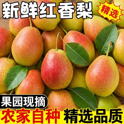 现摘香梨脆甜大果正宗红香酥梨新鲜水果当季整箱包邮批发全母梨子