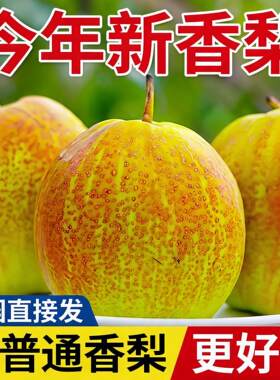 正宗脆甜香梨红香酥梨新鲜当季水果梨子薄皮应季酥梨批发整箱包邮