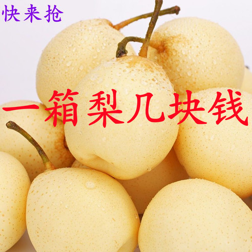 【河北正宗鸭梨】当季新鲜水果10/5/3斤装水晶梨薄皮梨子整箱包邮