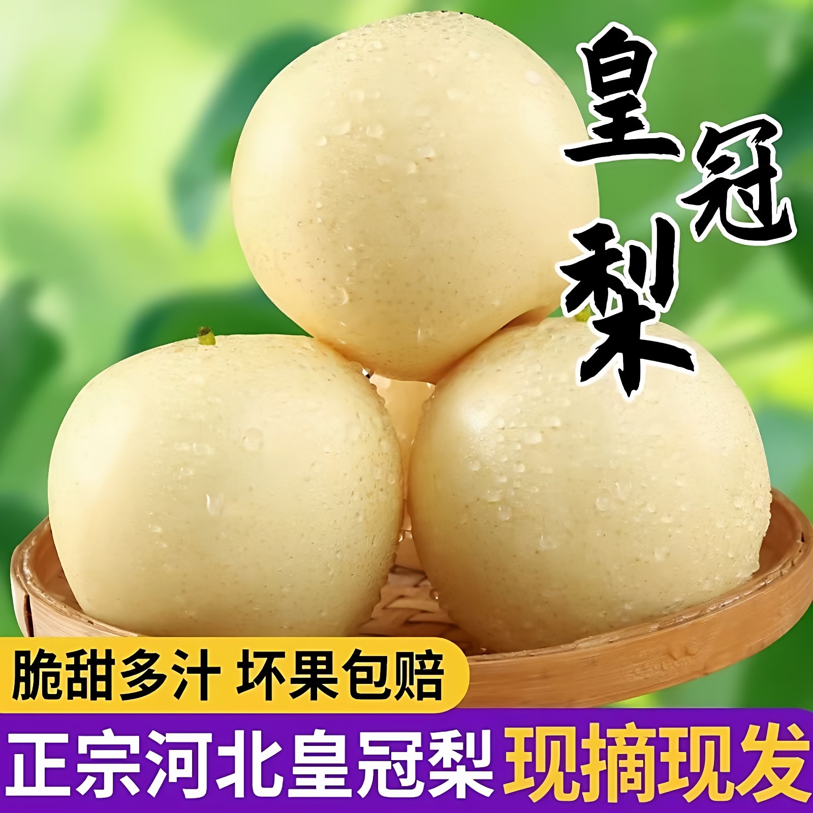 河北正宗赵县皇冠梨新鲜孕妇水果秋梨白梨子当季现摘整箱10斤包邮