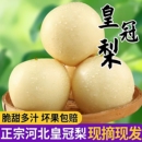 包邮 河北正宗赵县皇冠梨新鲜孕妇水果秋梨白梨子当季 现摘整箱10斤