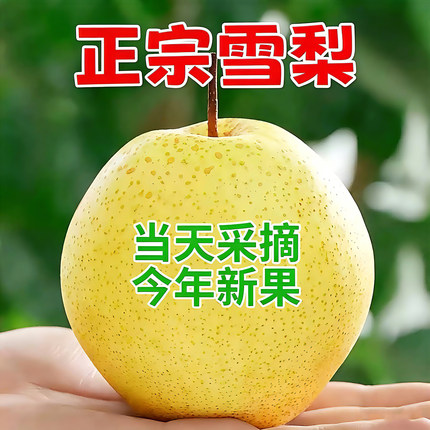 【产地直发】河北正宗雪梨当季新鲜水果脆甜梨子包邮冰糖雪花梨