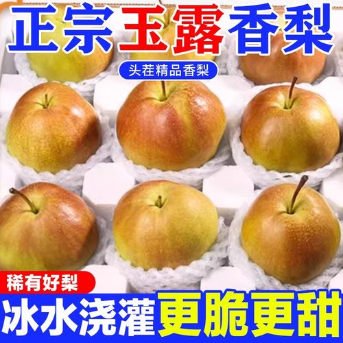 山西玉露香梨10斤当季现摘正宗脆甜梨子酥梨香梨新鲜水果整箱包邮
