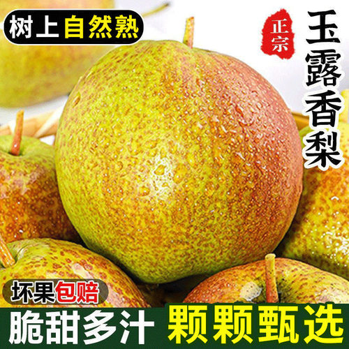 特级玉露香梨山西正宗新鲜水果脆甜多汁香梨酥梨当季鲜果整箱包邮