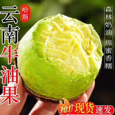 云南哈斯牛油果6枚装当季新鲜水果整箱包邮