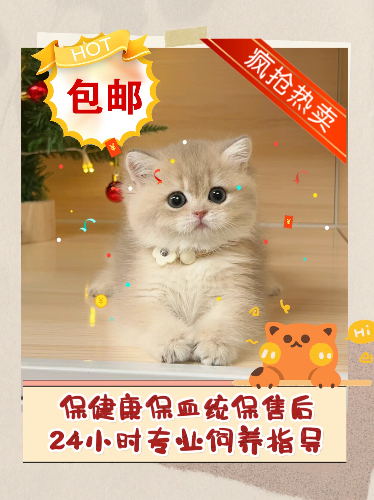 网红猫同款繁育基地直售