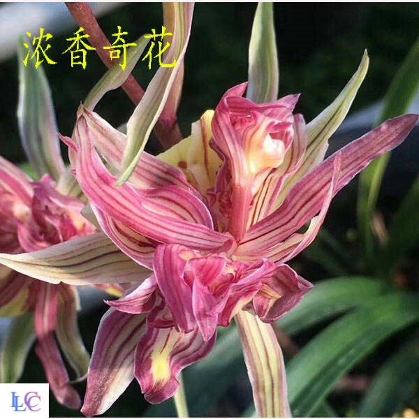 什么花好看 又好养兰花苗金边矮种四季兰花富贵临门浓香奇花室.