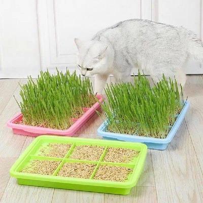 Plant Growing Trays Microgreens Growing Trays Seedling