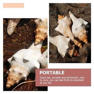 Conch Shells Decor Fish Shell 17cm Sea Large Natural