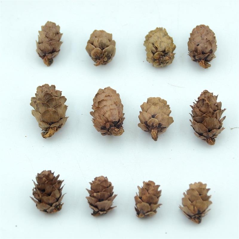 50pcs Natural Cheap Mini Pine Nuts Artificial Fake Fruit Veg