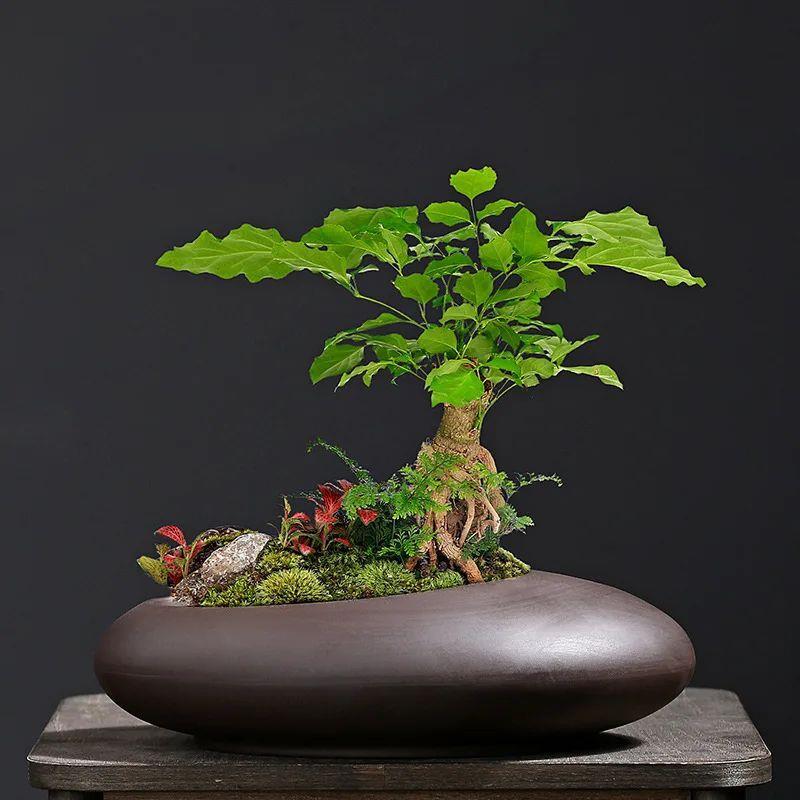 Vintage Purple Sand Phalaenopsis, Green Roses, Wenzhu, Fortu