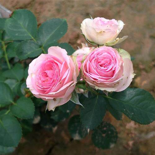 粉色丰花月季 超感 超级多头四季开花阳台盆栽花卉绿植扦插小苗