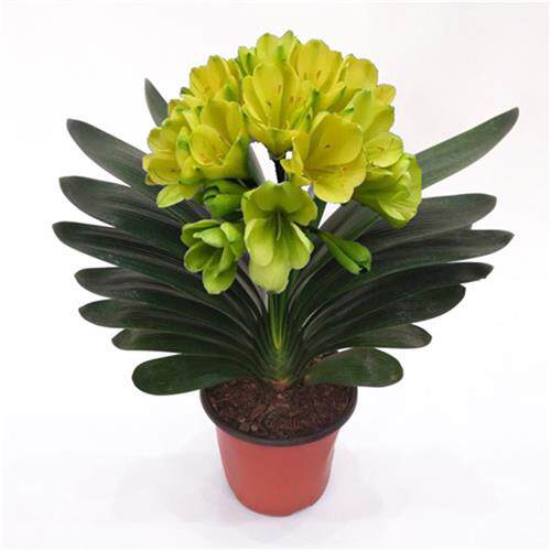 南非君子兰盆栽花卉植物室内四季常青绿植精品君子兰花苗四季开花