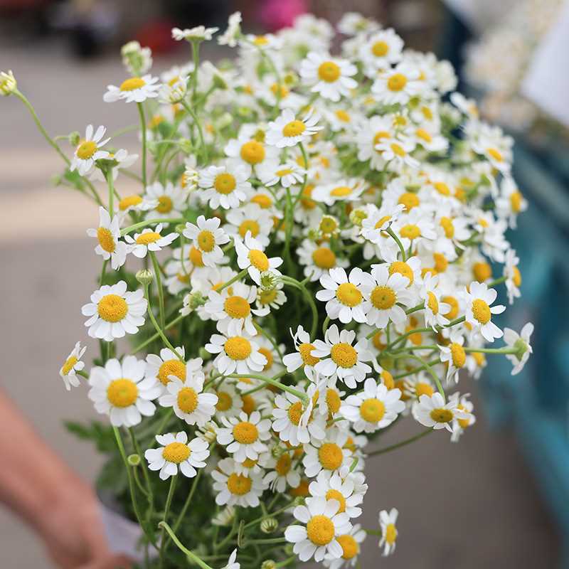 A级洋甘菊鲜花基地直发网红鲜花花材水养鲜花花束小菊花水养配花