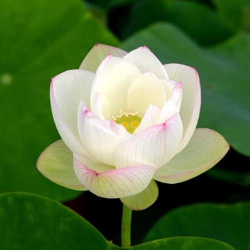 小型碗莲种藕块根茎带芽