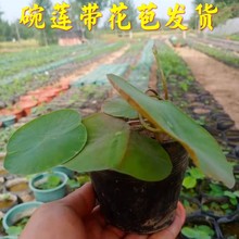 微型碗莲种藕根茎成品苗带花苞迷你小荷花小微莲水培水生观赏植物