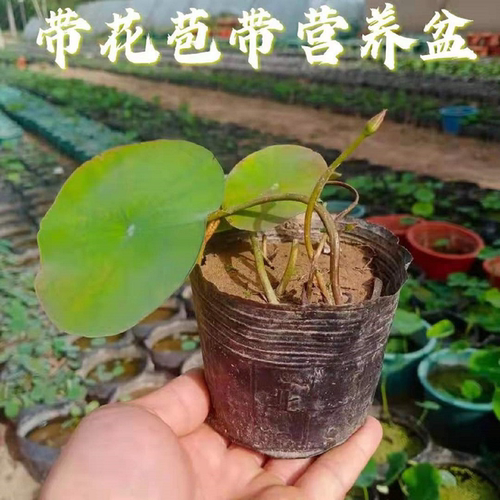 微型碗莲种藕小荷花成品苗带花苞