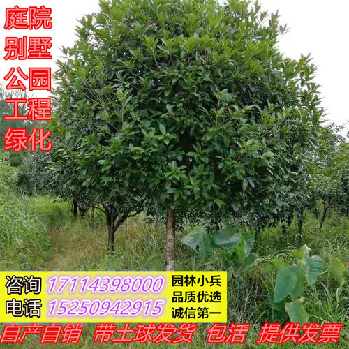 别墅庭院四季桂桂花树苗