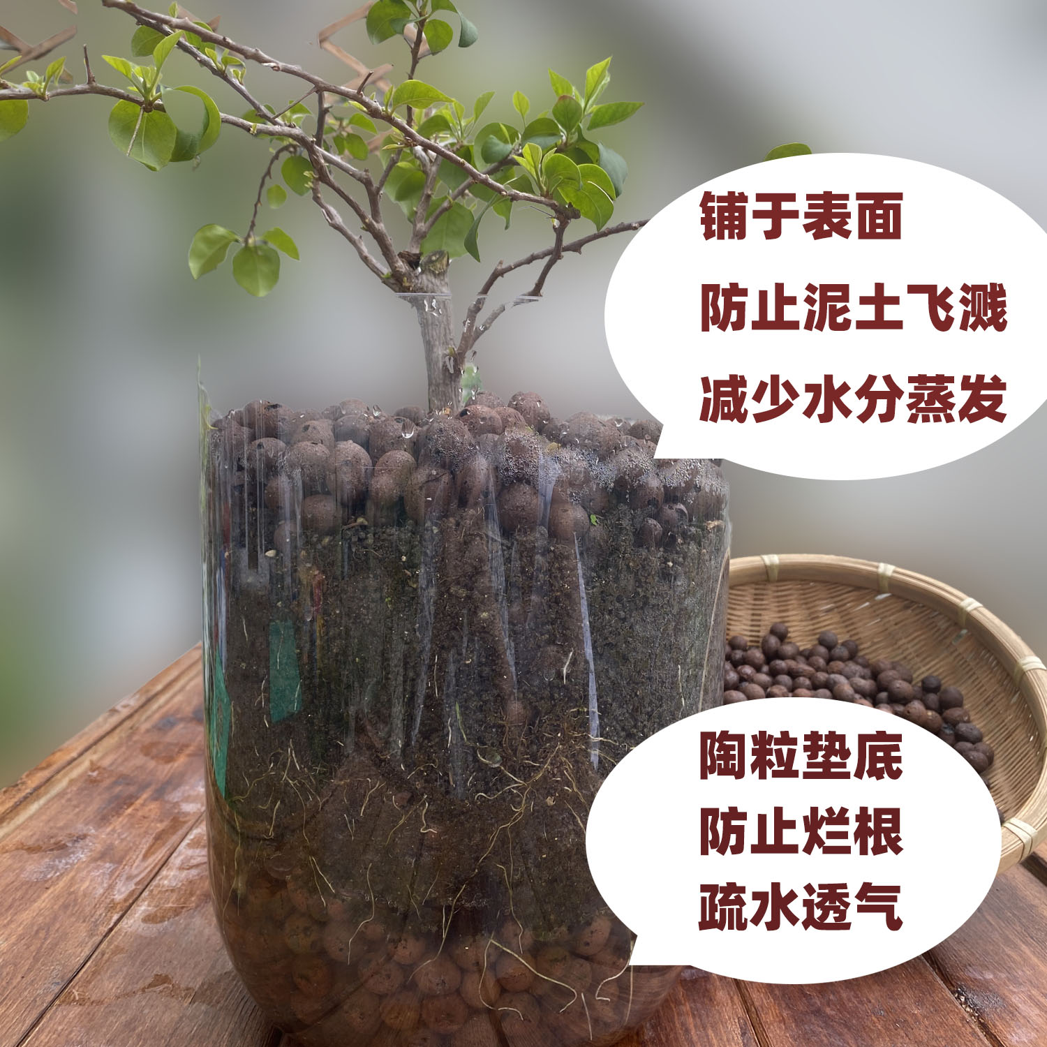 大号养花陶粒球花盆垫底园艺陶土颗粒水培无土栽培多肉种植铺面石