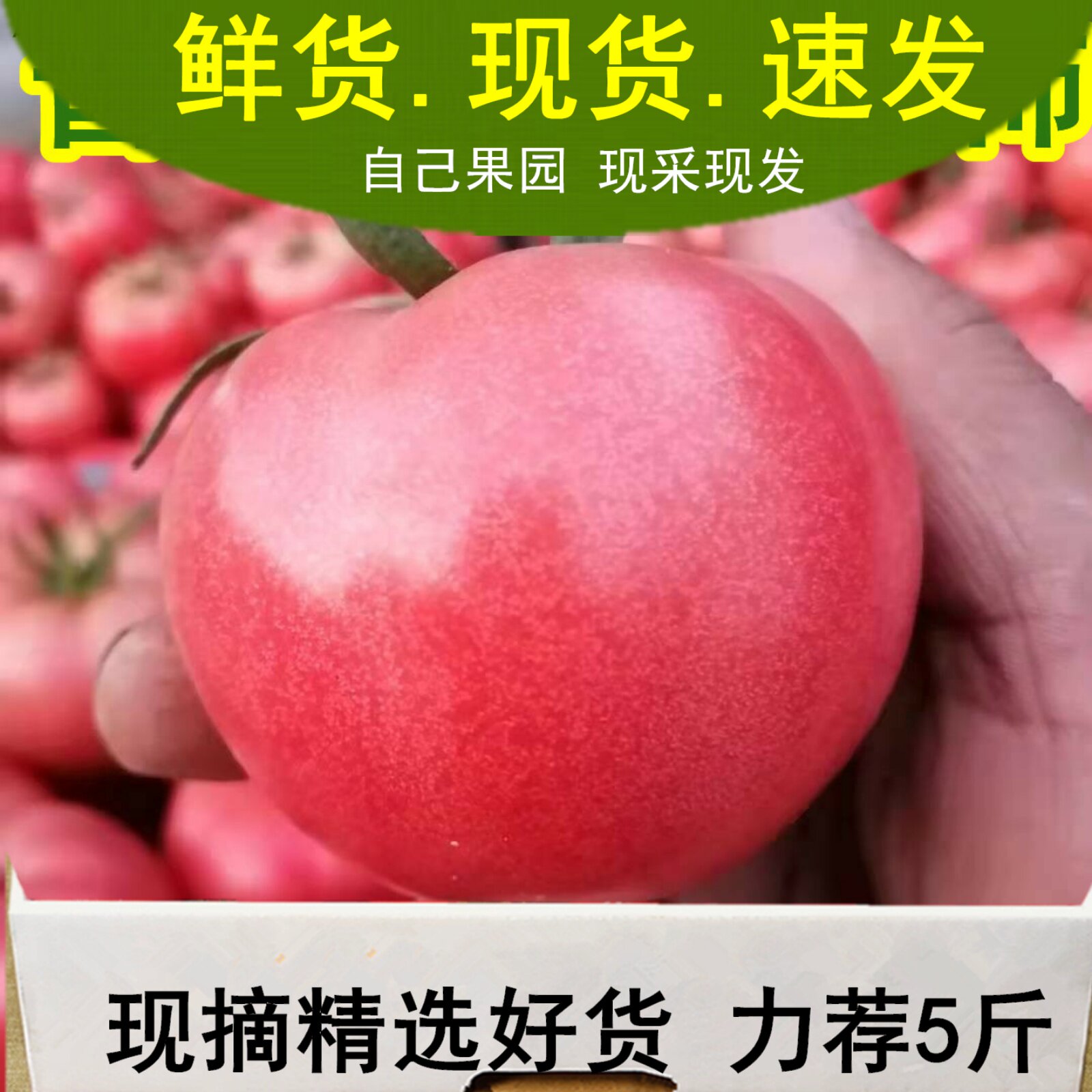 富涛西红柿包邮山东基地