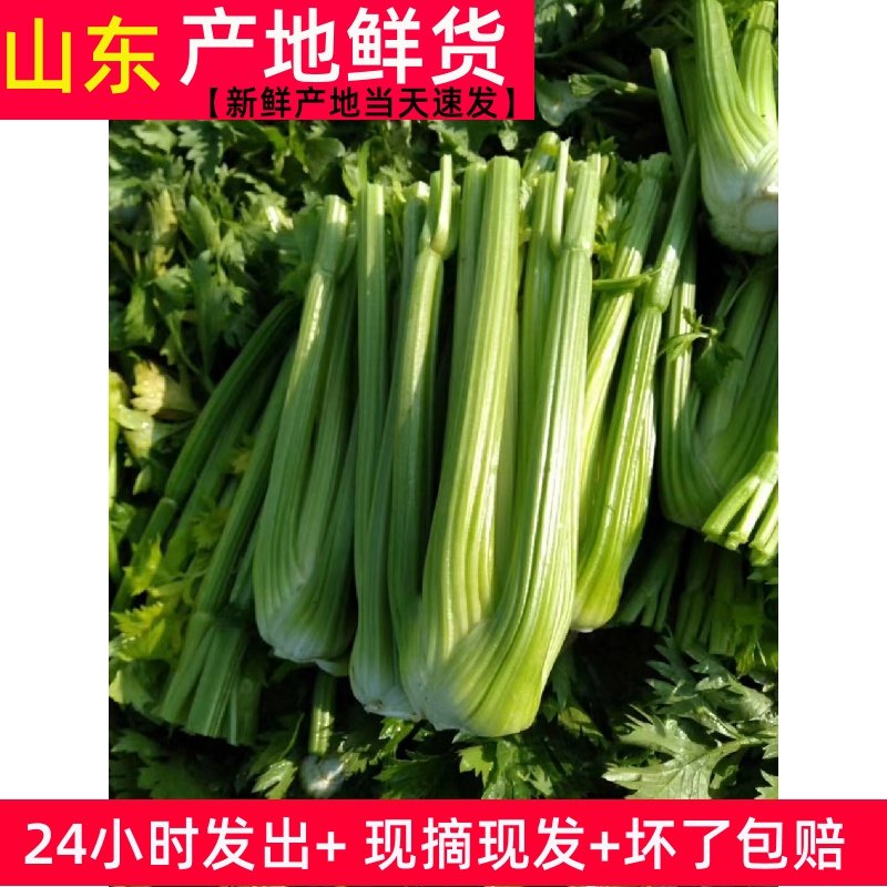 富涛芹菜产地直销新鲜包邮