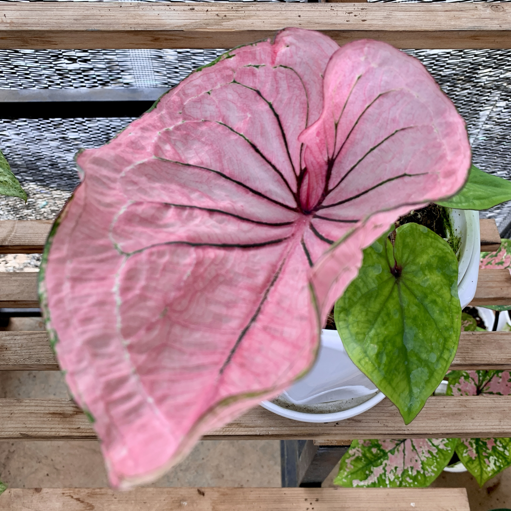 红肥绿瘦 彩叶芋室内盆栽观叶植物净化空气