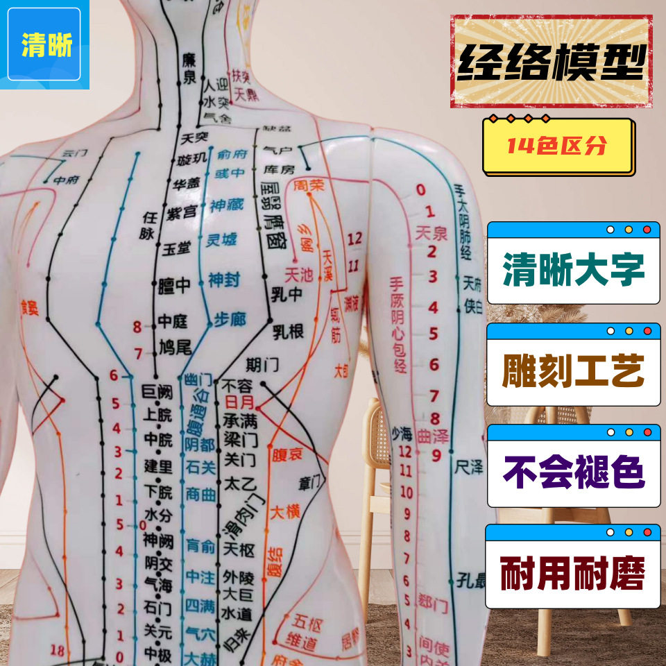 针灸穴位人体经络模型中医穴位十二经络小铜人清晰男女全身模型