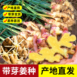 云南小黄姜带芽姜种生姜老姜大姜本地洋姜泥姜大黄姜山东种子种籽