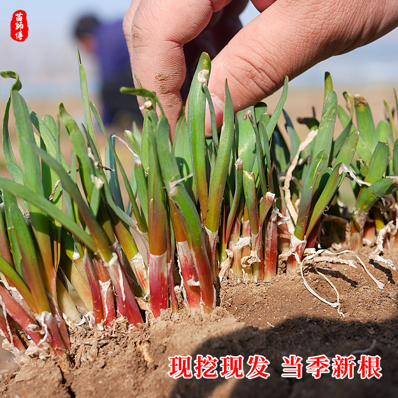 现挖韭菜根红根紫根宽叶细叶小叶春季四季播种蔬菜阳台盆栽种籽子