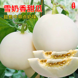 雪奶香1号香瓜种籽高产耐裂甜瓜种子白皮薄皮超甜果菜苗秧孑秧苗