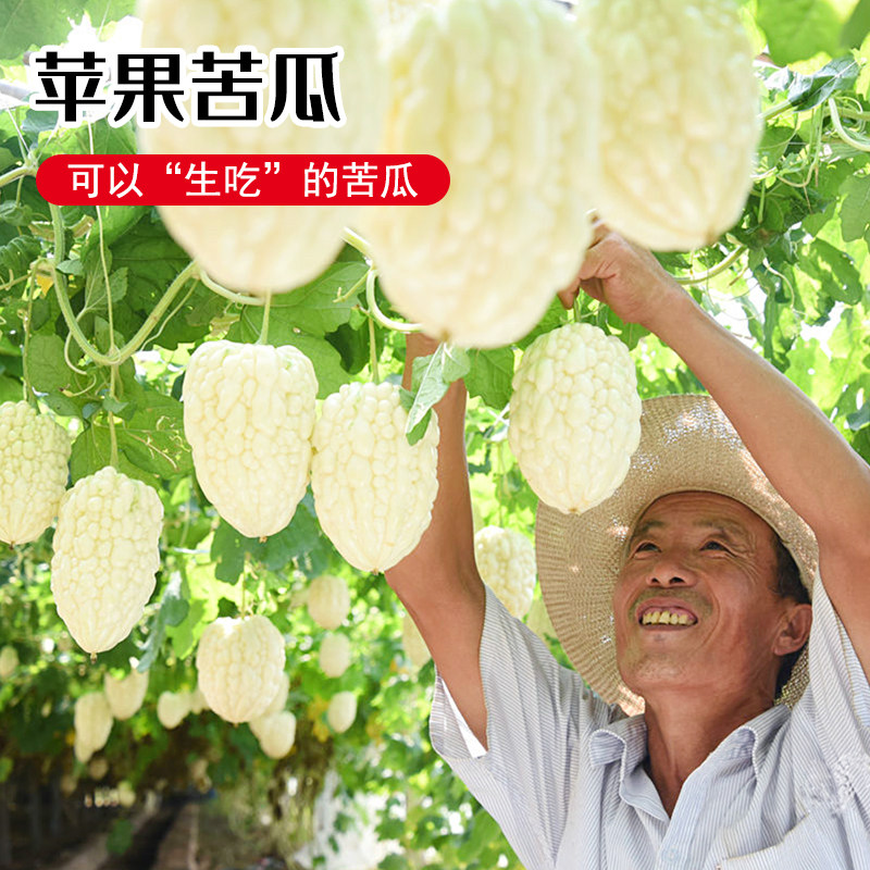 台湾白苹果苦瓜种子生吃不苦白玉苦瓜苗春季四季盆栽蔬菜种籽种孑