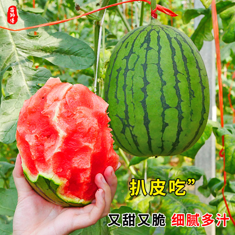 日本早春红玉西瓜种子/籽福田2号早熟高产春季四季小西瓜种苗秧孑