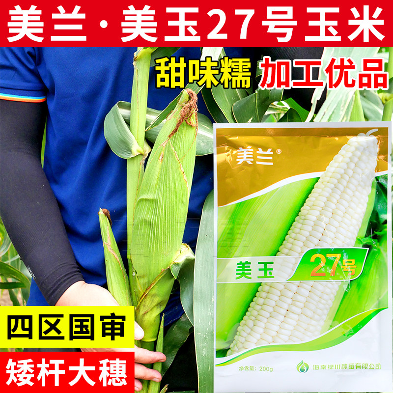 美兰美玉27号糯玉米种子国审矮杆大棒白甜糯早熟白糯玉米种子籽孑