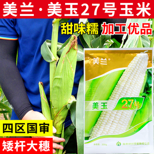 美兰美玉27号糯玉米种子国审矮杆大棒白甜糯早熟白糯玉米种子籽孑