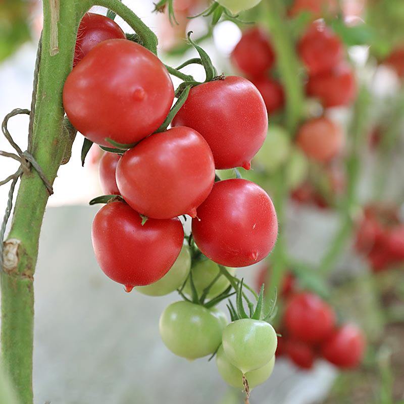 改良春桃番茄种种籽粉果桃型迷你心形四季圣女果蔬菜苗孑秧苗幼苗